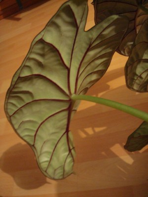 Alocasia dragon scale.jpg