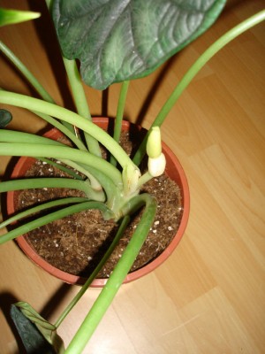 Alocasia dragon scale (2).jpg