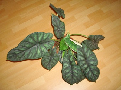Alocasia dragon scale (1).jpg