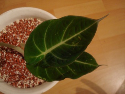 Alocasia black velvet.jpg