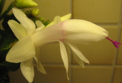 Bild green24 813.jpg