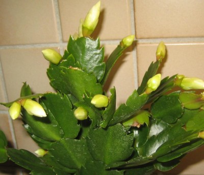 Bild green24 814.jpg