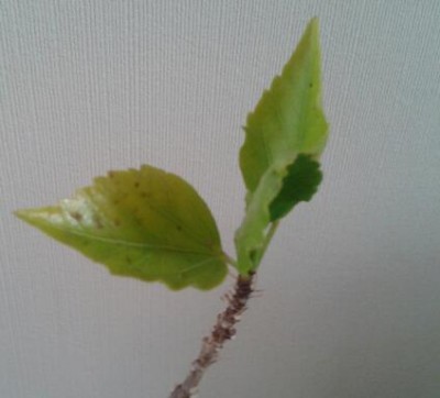 2012-09-30 12.16.18-1.jpg