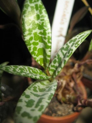 variegata 005.jpg