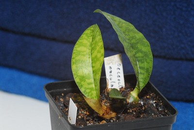dsc_9464_Oeceoclades_maculata.jpg