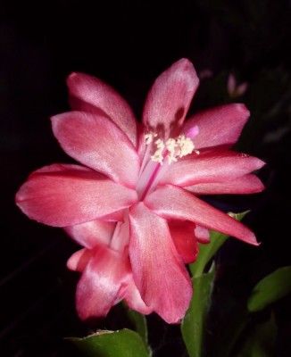 DSCI0024 - Kopie (522x640).jpg