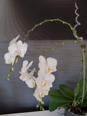 Phalaenopsis Hybride #4-13.jpg