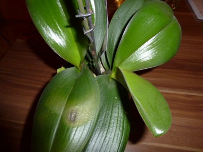 P1000500.JPG