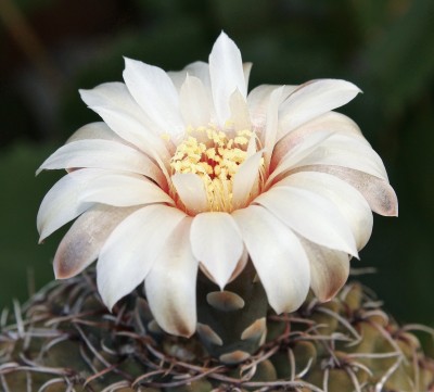 Gymnocalycium quehlianum 2000-30 (2).jpg
