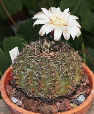 Gymnocalycium quehlianum 2000-30 (1).jpg