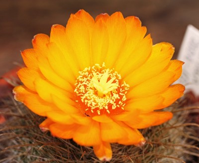 Parodia 2008-10 (1).jpg