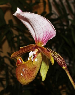 Paphiopedilum 2010-313 (2).jpg