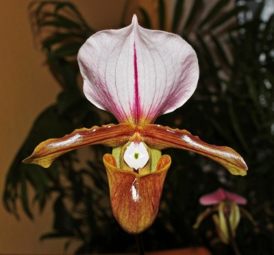 Paphiopedilum 2010-313 (1).jpg