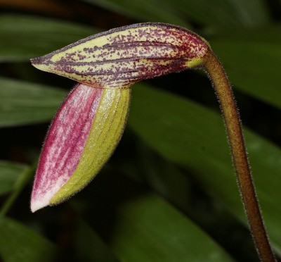 Paphiopedilum 2010-313 (3).jpg