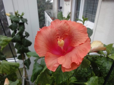 DSC04403 SM x Ant Tr S2.jpg