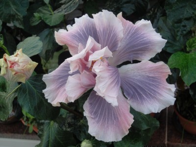 DSC04415 Marianne Charlton day3 1000px.jpg