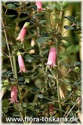 correa_alba_pinkie_11.jpg