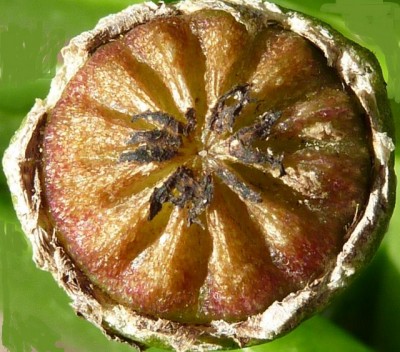 Raetsel4 (640x563).jpg