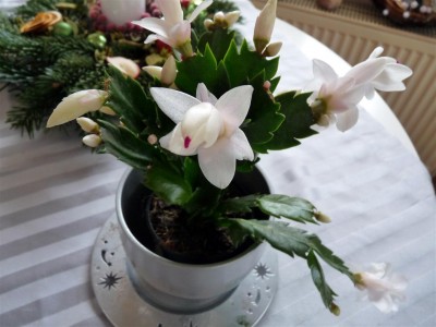 Mein Weißer letztes Jahr Anfang Dezember.JPG