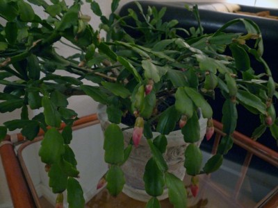 Der rote Nachzügler.jpg