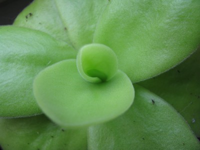 Pinguicula.jpg