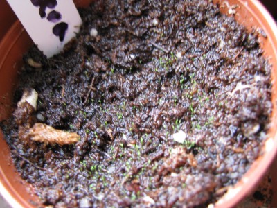 Drosera capensis Babys.jpg