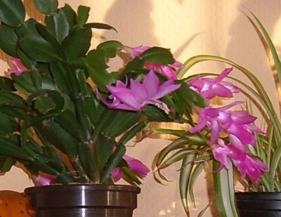 Schlumbergera November .JPG