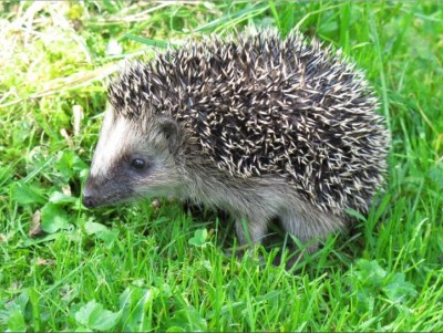 Igel.jpg
