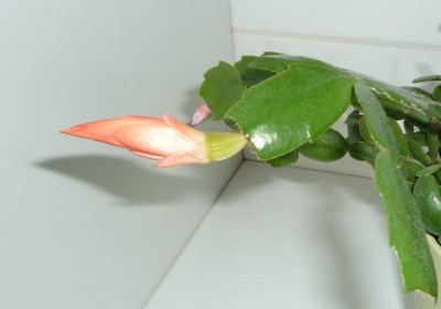 Blüte am Öffnen.JPG