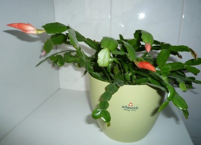 Schlumbisämlinge v. Buntspecht.JPG