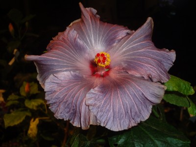 DSC04455 Gabriel x Nightfire Bl2 1000px.jpg