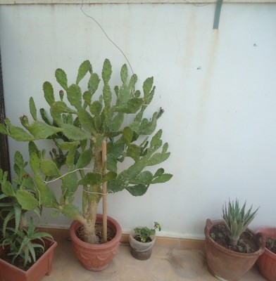 agave vivipara marginata.JPG