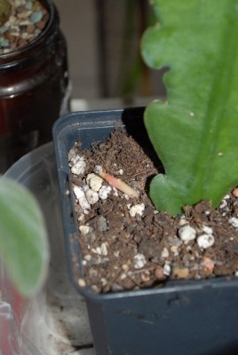 Epiphyllum 107yy.jpg