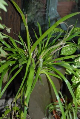 Anigozanthos 008yy.jpg