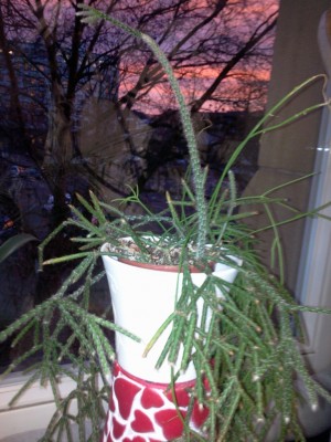 Rhipsalis pilocarpa.jpg