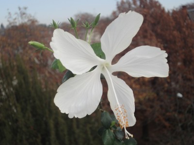 DSC04457 Swan Lake.jpg