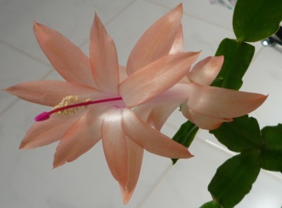 Schlumbi in Lachs1.JPG