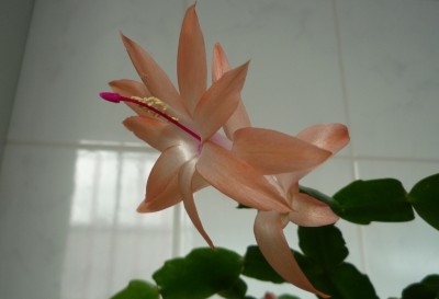 Schlumbi in Lachs.JPG