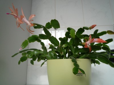 Schlumbi in Lachs 0.JPG