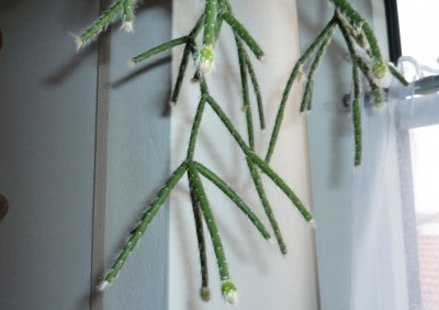 R. pilocarpa Knospen.JPG