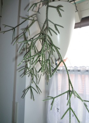 R. pilocarpa.JPG