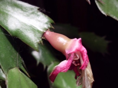 DSCI0031 (640x480).jpg