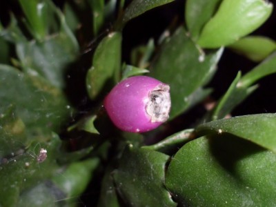 DSCI0032 (640x480).jpg