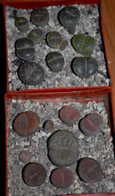 Lithops 004yy.jpg