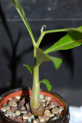 Holzbanane 006yy.jpg
