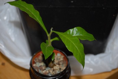 Holzbanane 005yy.jpg