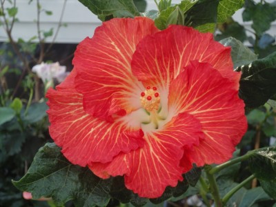 DSC04482 Rosalind x Cherry Appa 1000px.jpg