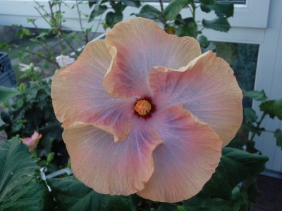 DSC04514 Mattiacis Solar Eclipse 1000px.jpg