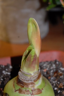 Amaryllis2012 005yy.jpg