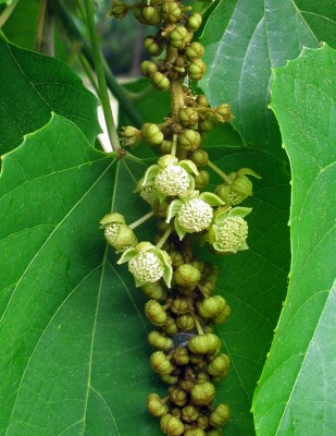 Tropenbaum (3).jpg